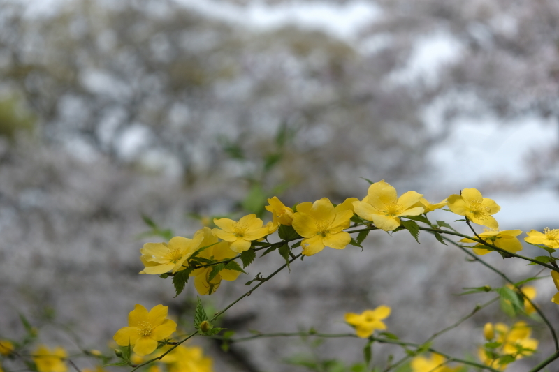 桜をバックに映える黄花