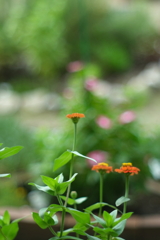 bokeh