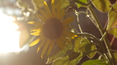 朝の光に抱かれて