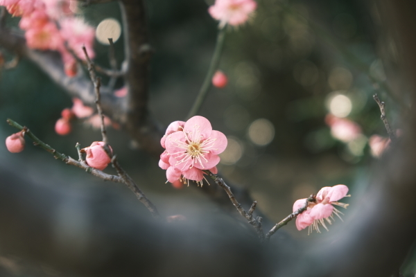 梅の香り