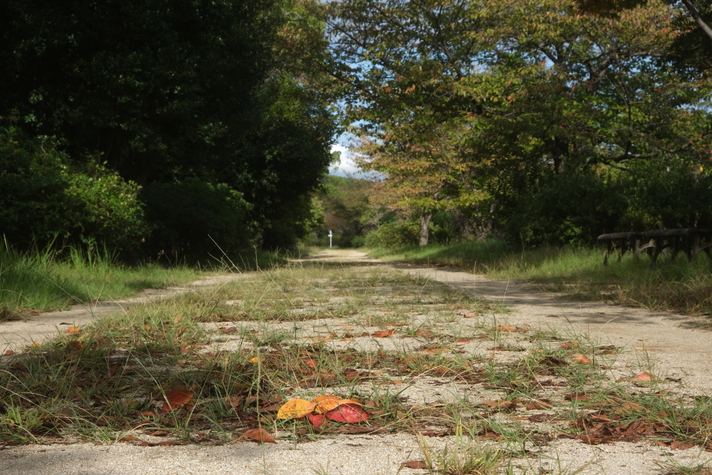秋色～散歩道