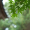 まだまだ青い