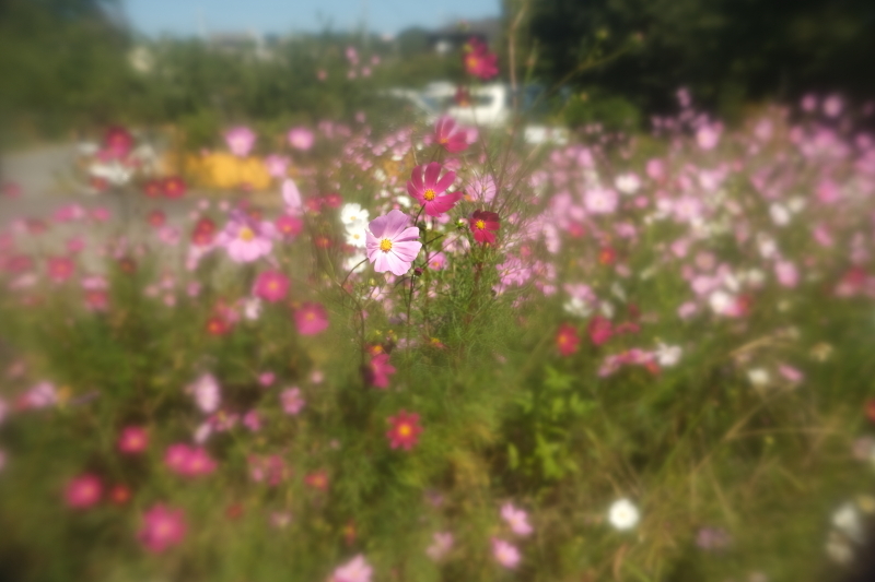 秋桜