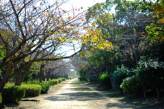 秋の散歩道