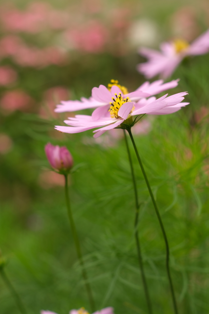 花～花壇