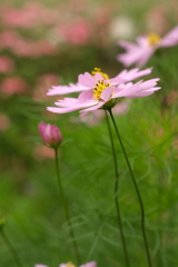 花～花壇