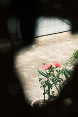 花～ハイビスカス
