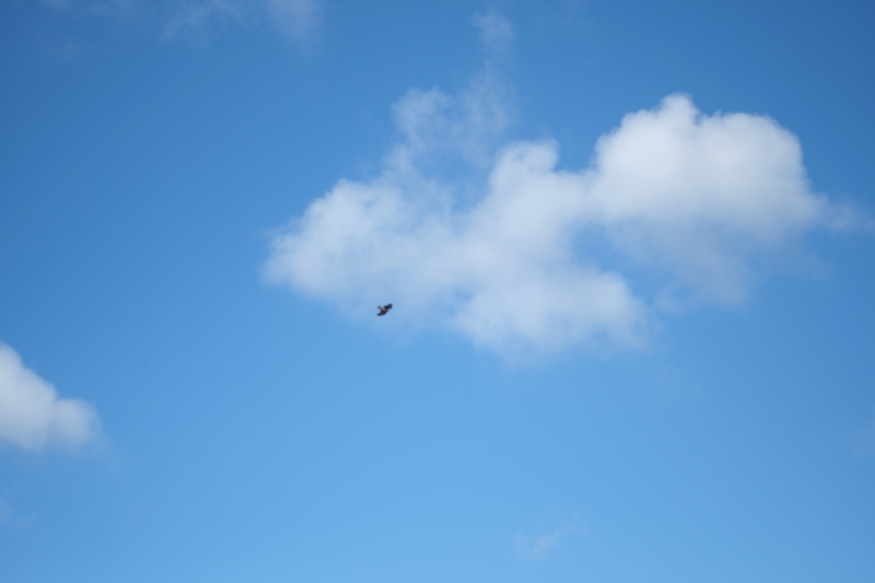 秋空