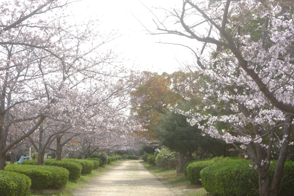 散歩道