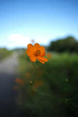 朝の散歩道