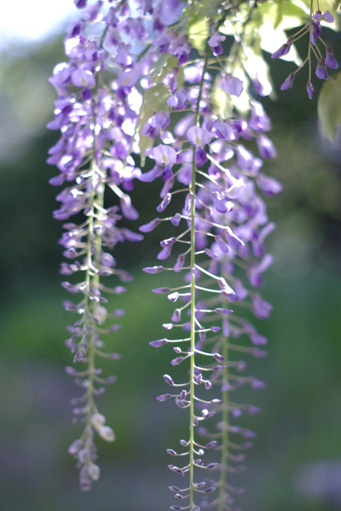 藤の花