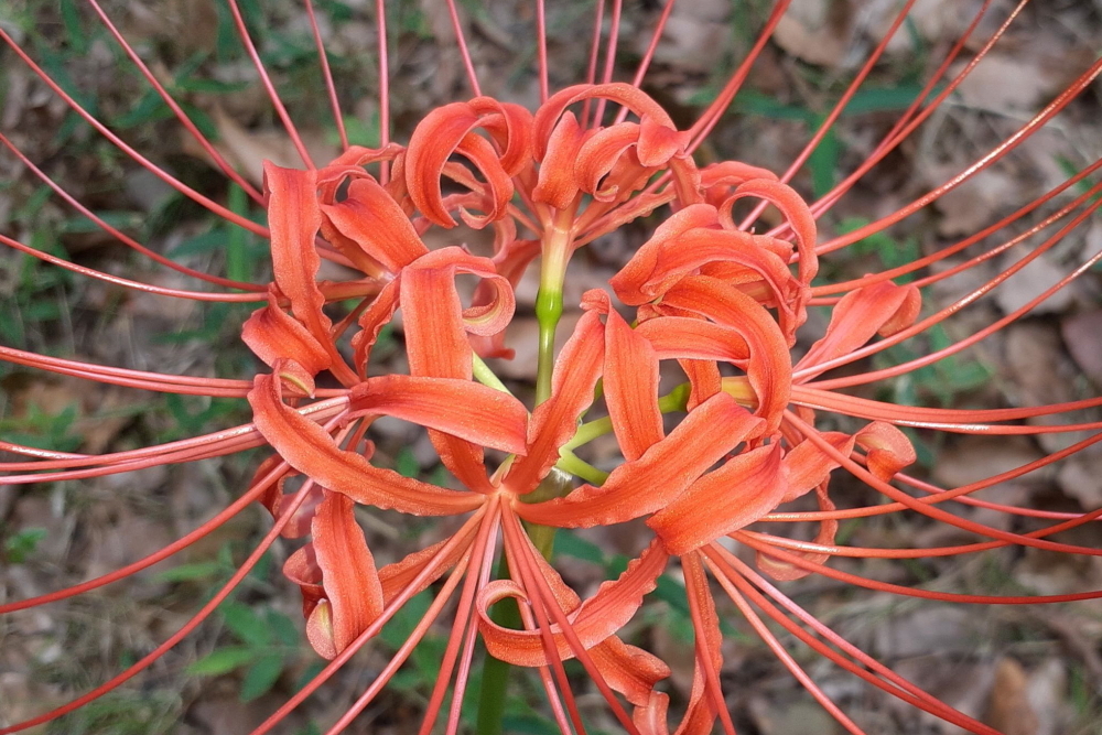 曼珠沙華