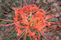 曼珠沙華