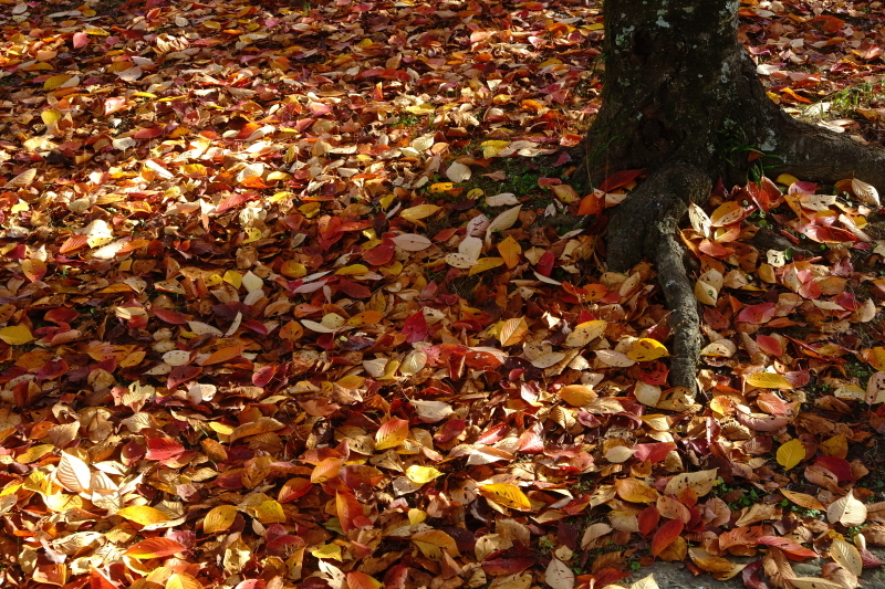 街の色彩～紅葉のじゅうたん