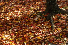 街の色彩～紅葉のじゅうたん