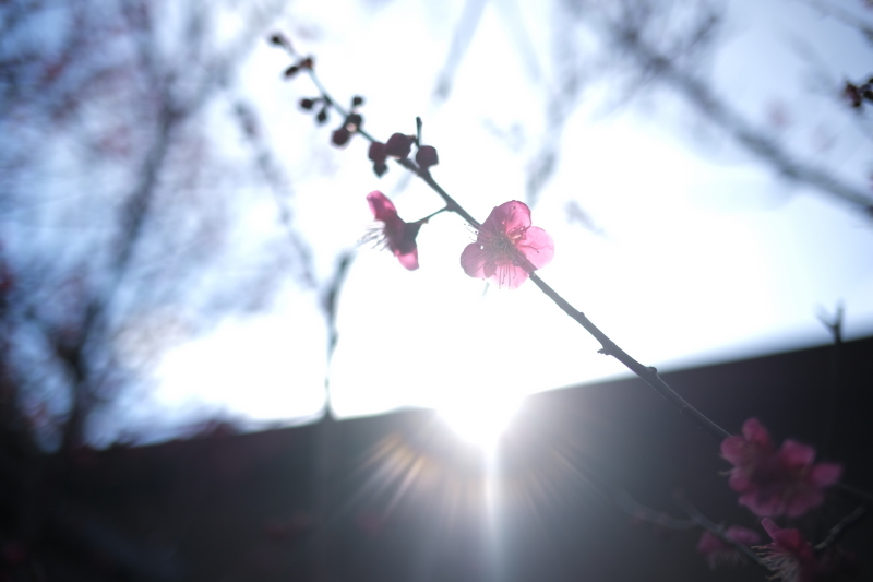 春の光