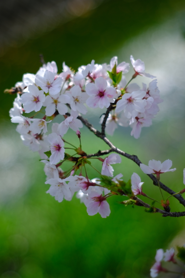 川の堤に咲く桜