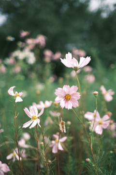 秋桜