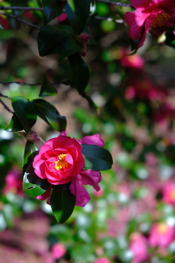 椿～冬の日差し