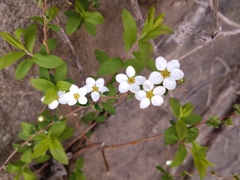 ユキヤナギ