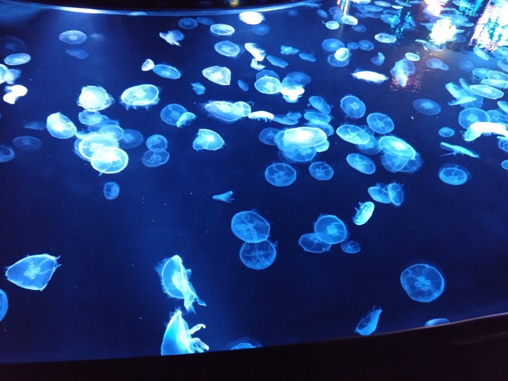 すみだ水族館 クラゲ