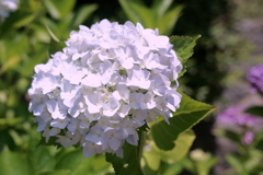 紫陽花＠岡寺