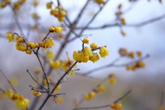 蝋梅