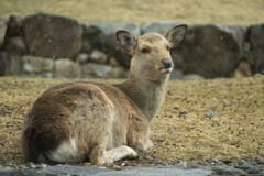 鹿さん 寒そう