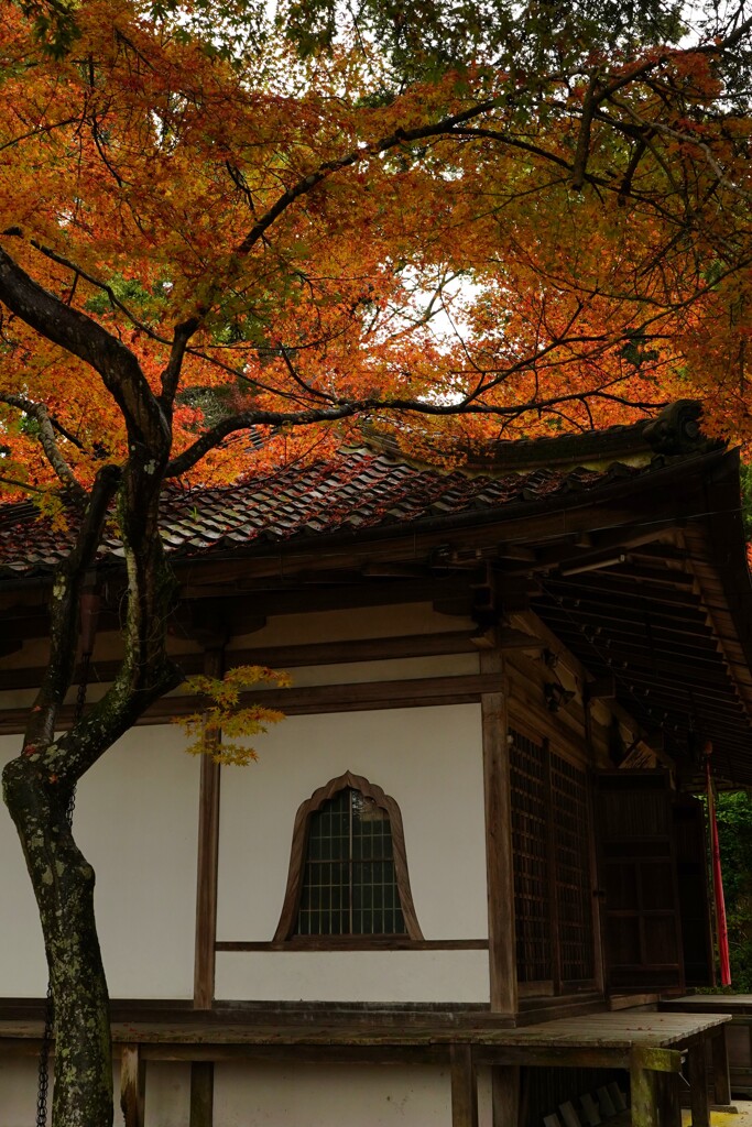 白壁の堂とやわらかな朱