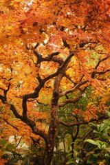 穏やかな橙に色づくもみじ