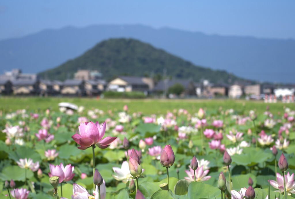 蓮の花