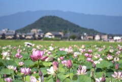 蓮の花