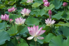 蓮の花