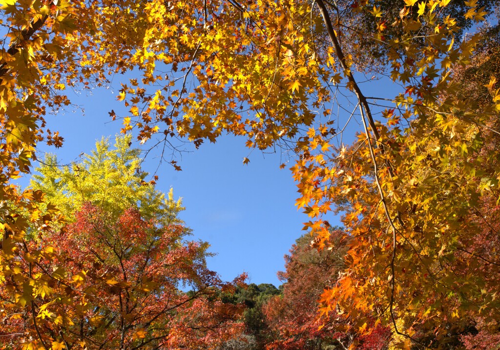 紅葉に浮かぶミッキーマウス？