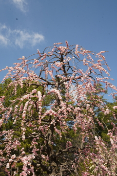 青空と梅