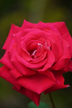 バラの花