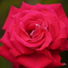 バラの花