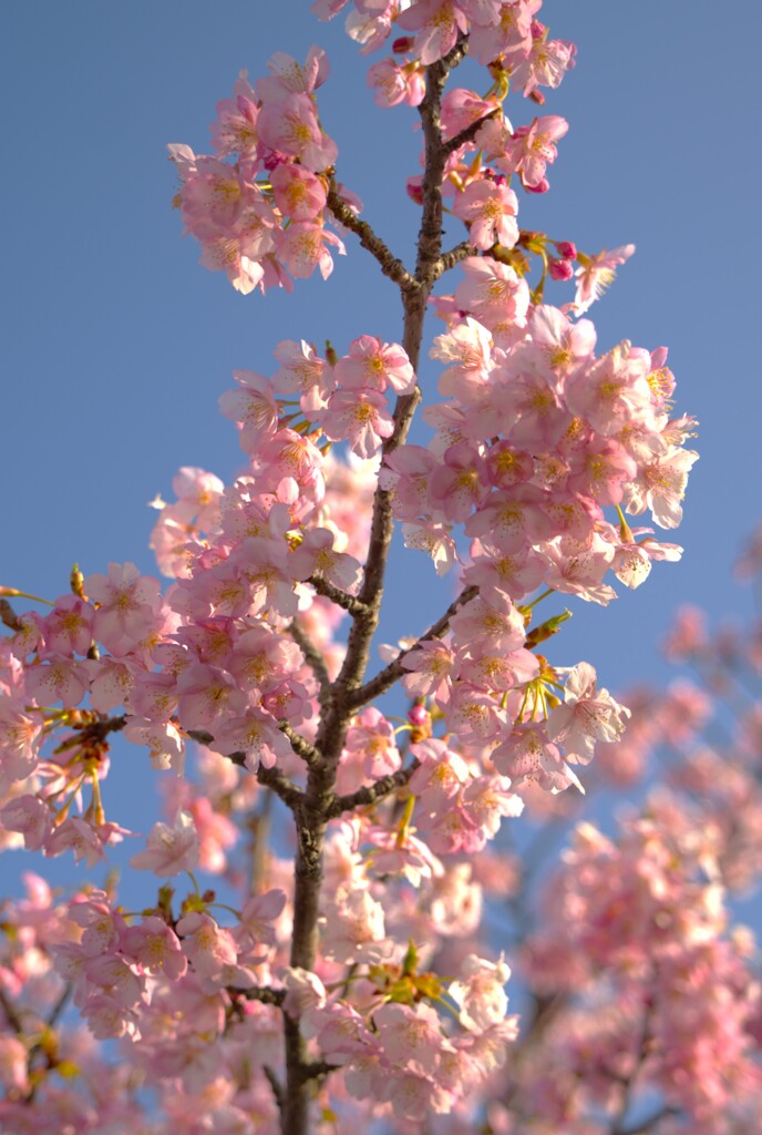河津桜