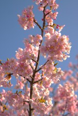 河津桜
