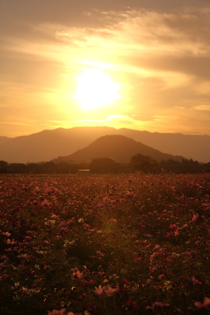 夕焼け コスモス