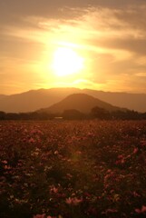 夕焼け コスモス 夕焼け コスモス