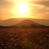 夕焼け コスモス