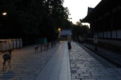隊列を組んで帰っていく鹿さん