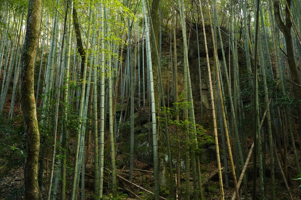 竹林と岩