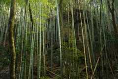 竹林と岩