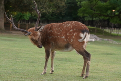 鹿さん 威嚇中？？