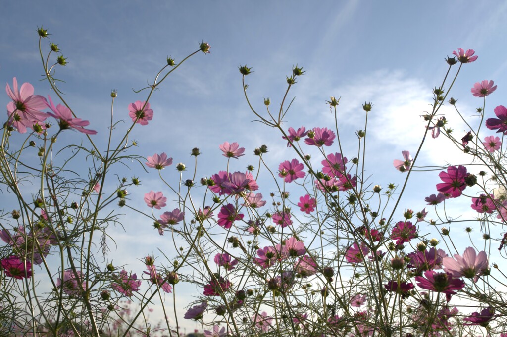 コスモス