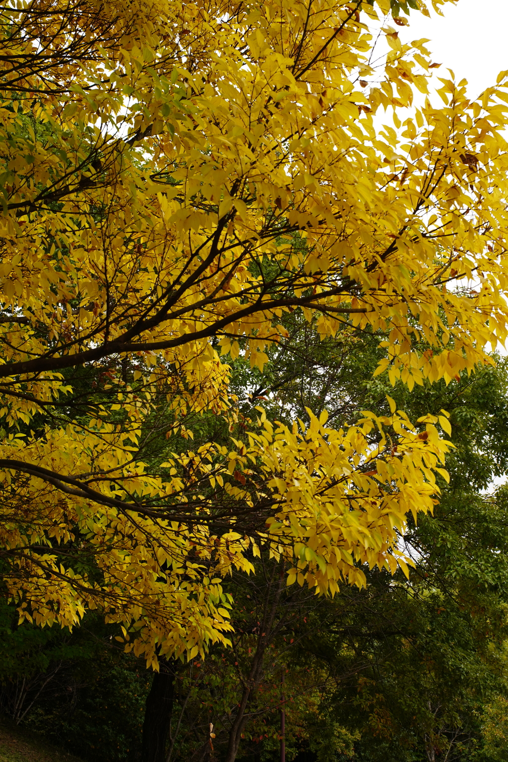 身近な紅葉
