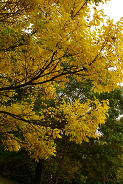 身近な紅葉