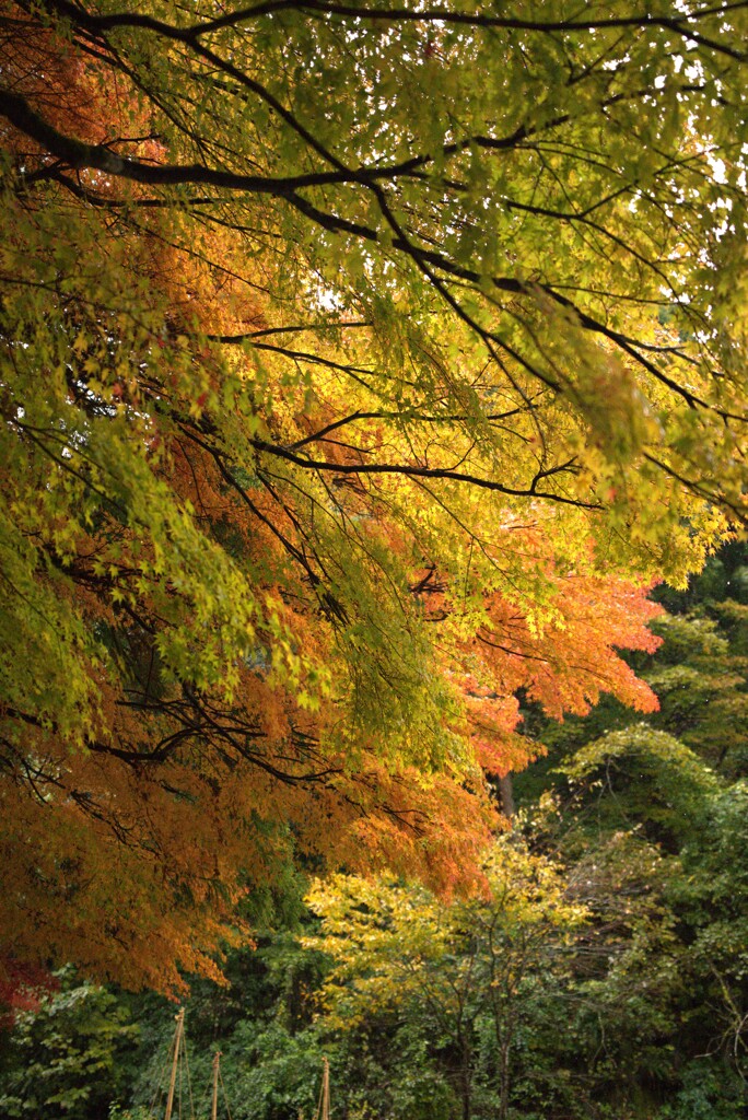 永平寺　雨と紅葉